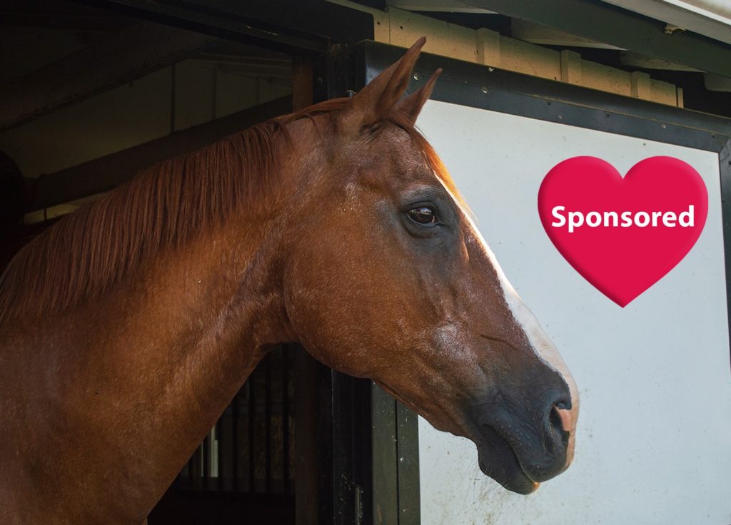 Sponsored Horse Gleneayre